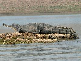 Chambal saari 2 Chambal saari 2