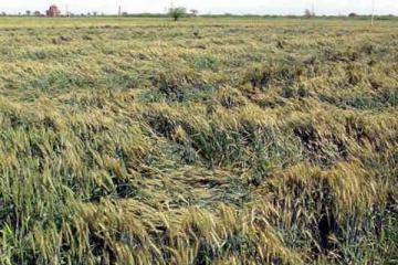 Farmer ends life after crop damage in unseasonal rains