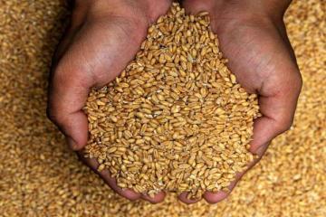 Wheat procurement will be lower this year