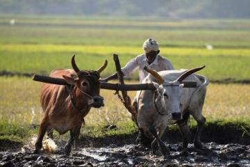 BJP promises interest-free agri loans to farmers in Bihar