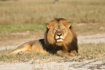Zimbabwe seeks extradition of Cecil lion killer