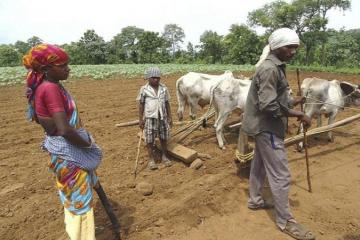In Adilabad, Adivasi children shun school