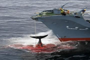 Japan to resume whaling in the Antarctic despite IWC ruling