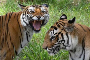 Tigers� roar grows louder in Karnataka
