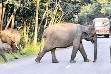 When connectivity kills wildlife