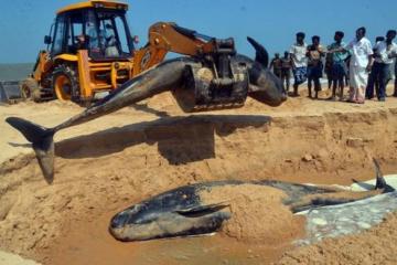 81 whales washed ashore in Thoothukudi