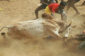 No Jallikattu in Tamil Nadu this year