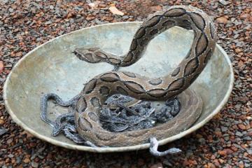 Viper or Python? Youths find out the hard way