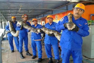 �World�s longest-ever captured python dies after giving birth�