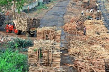 Social forestry plantations no longer find favour in Prakasam