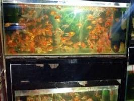 Baba Fish Aquarium Baba Fish Aquarium