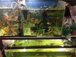 Baba Fish Aquarium Baba Fish Aquarium