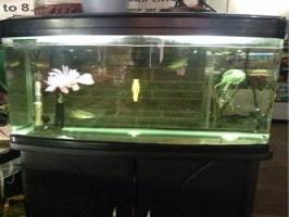 Baba Fish Aquarium Baba Fish Aquarium